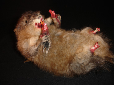 Illustration for article titled Interview: Minnesota Association Of Rogue Taxidermists